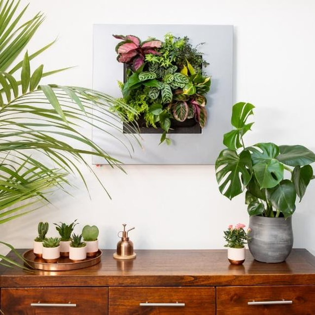 The Little Botanical, plants, wellbeing, interior, green space, house plants