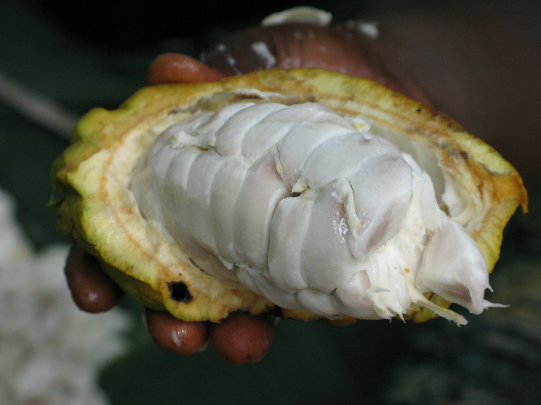 Cacao pods, health, vegetarian, jungle m&ms, antioxidant, saint lucia, wellbeing, food, happy, 